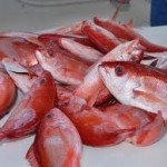 offshore fishing